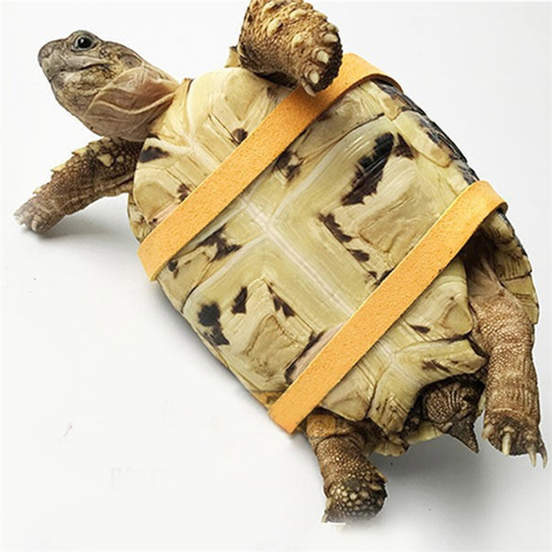 Kaplumbağa Çekiş Kemeri Kontro - Water Dish Reptile incelemesi ve fiyatı